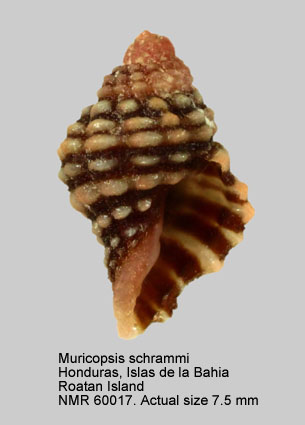 Muricopsis schrammi.jpg - Muricopsis schrammi(Crosse,1863)